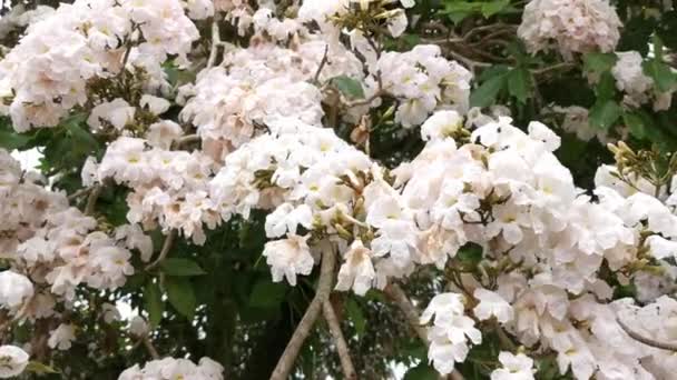 Ανθισμένα Άνθη Ταμπουμπούιας Rosea Στα Κλαδιά — Αρχείο Βίντεο