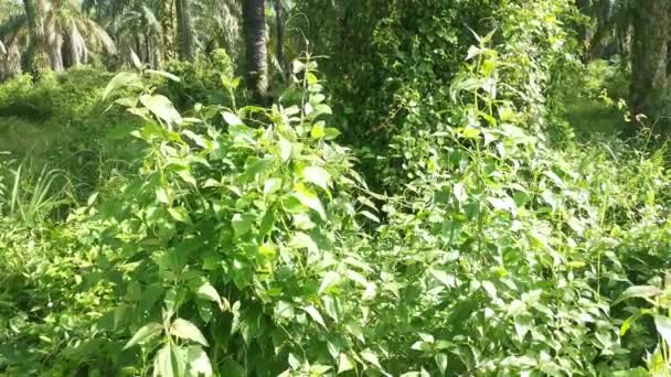 Wild Green Leafy Chromolaena Odorata Weed — Stock Video