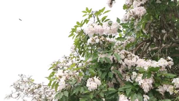 Bloeiende Tabebuia Rosea Bloem Takken — Stockvideo