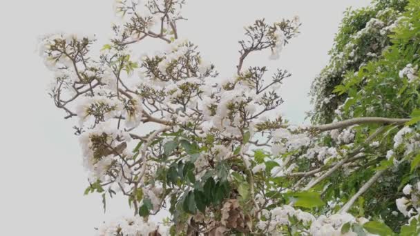 枝にタベブア ローシーの花を咲かせ — ストック動画