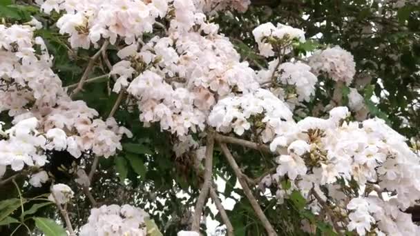 枝にタベブア ローシーの花を咲かせ — ストック動画