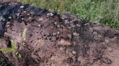 Ölü gövdeden filizlenen Psathyrellaceae mantar kümeleri..