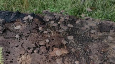 Ölü gövdeden filizlenen Psathyrellaceae mantar kümeleri..