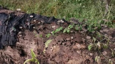 Ölü gövdeden filizlenen Psathyrellaceae mantar kümeleri..