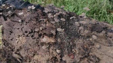 Ölü gövdeden filizlenen Psathyrellaceae mantar kümeleri..