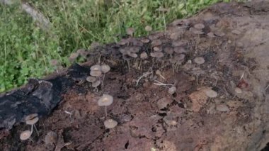 Ölü gövdeden filizlenen Psathyrellaceae mantar kümeleri..