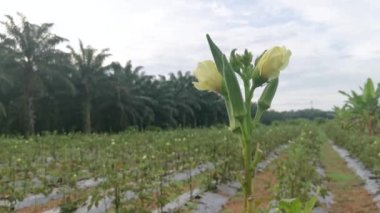 Abelmoschus esculentus çiçeği ve fasulye yetiştiriyor..