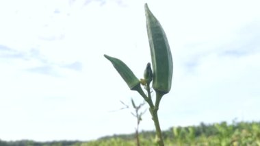 Abelmoschus esculentus çiçeği ve fasulye yetiştiriyor..