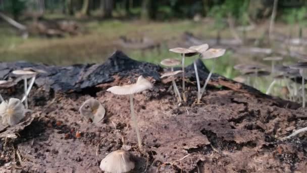 Aglomerados Fungos Psathyrellaceae Que Brotam Tronco Morto — Vídeo de Stock