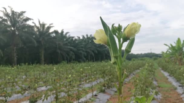 生长的黄花和豆科植物 — 图库视频影像