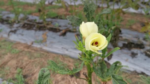 Crescente Abelmoschus Esculentus Flor Feijão — Vídeo de Stock