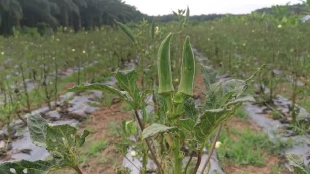 Crescente Abelmoschus Esculentus Flor Feijão — Vídeo de Stock