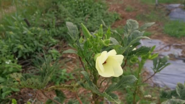 Cultivo Abelmoschus Esculentus Flor Frijol — Vídeo de stock