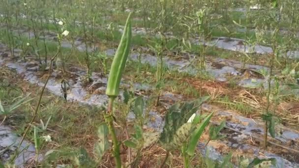 Groeiende Abelmoschus Esculentus Bloem Boon — Stockvideo