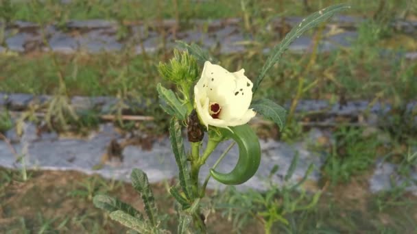 Pěstování Abelmoschus Esculentus Květiny Fazole — Stock video