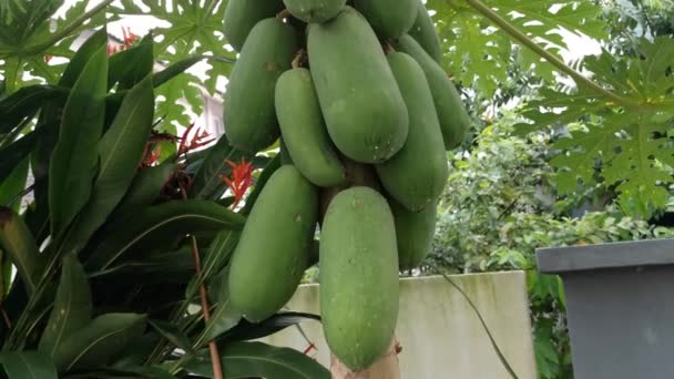 Massor Carica Papaya Frukter Trädstammen — Stockvideo