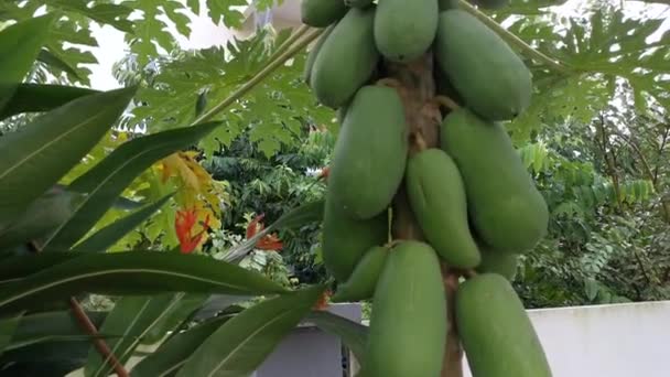 Viele Carica Papaya Früchte Auf Dem Baumstamm — Stockvideo