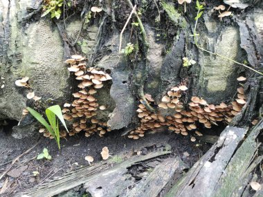 Küçük kahverengi Psathyrella piluliforis mantar kümeleri