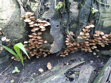 Küçük kahverengi Psathyrella piluliforis mantar kümeleri