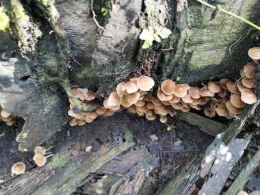 Küçük kahverengi Psathyrella piluliforis mantar kümeleri