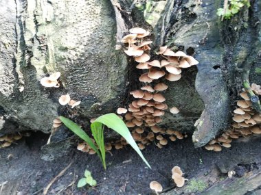 Küçük kahverengi Psathyrella piluliforis mantar kümeleri