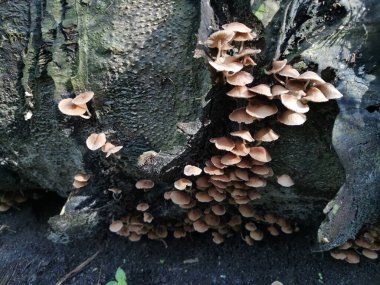 Küçük kahverengi Psathyrella piluliforis mantar kümeleri