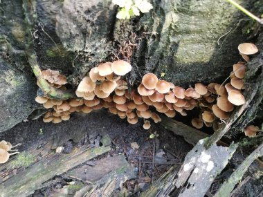 Küçük kahverengi Psathyrella piluliforis mantar kümeleri