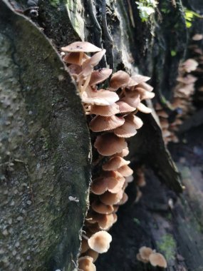 Küçük kahverengi Psathyrella piluliforis mantar kümeleri