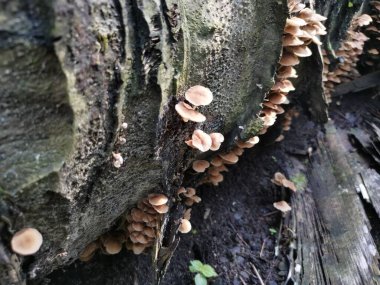 Küçük kahverengi Psathyrella piluliforis mantar kümeleri