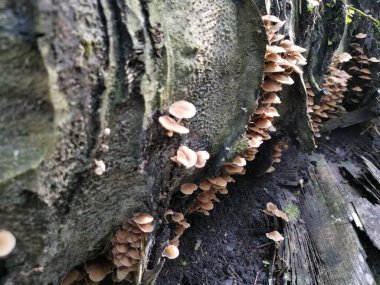 Küçük kahverengi Psathyrella piluliforis mantar kümeleri