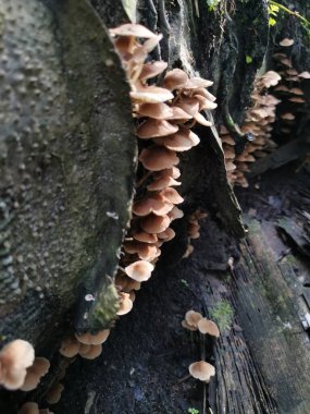 Küçük kahverengi Psathyrella piluliforis mantar kümeleri