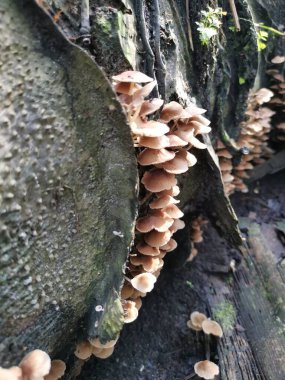 Küçük kahverengi Psathyrella piluliforis mantar kümeleri