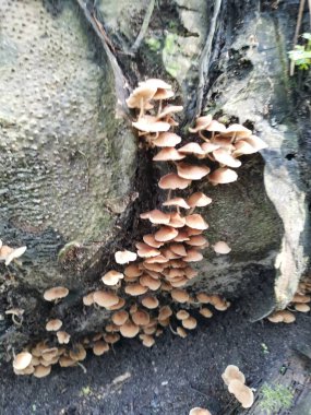 Küçük kahverengi Psathyrella piluliforis mantar kümeleri