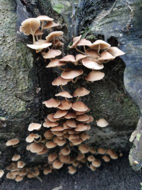 Küçük kahverengi Psathyrella piluliforis mantar kümeleri