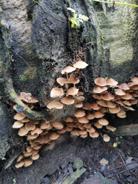 Küçük kahverengi Psathyrella piluliforis mantar kümeleri