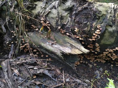 Küçük kahverengi Psathyrella piluliforis mantar kümeleri