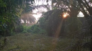 Güzel güneş ışığı tarlaları delip geçiyor..