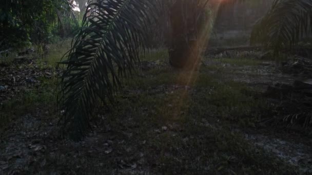 Beautiful Morning Sunlight Beams Penetrating Plantation — Stock Video