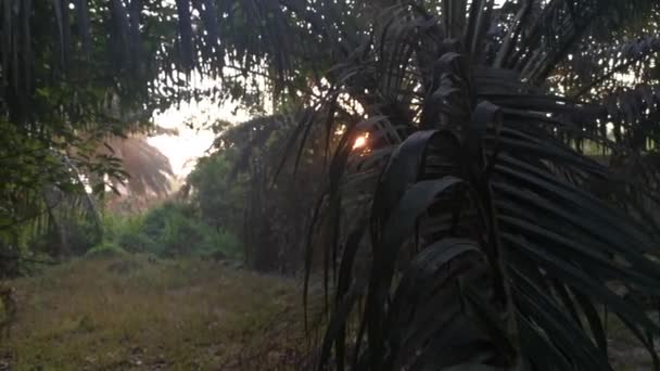 Beautiful Morning Sunlight Beams Penetrating Plantation — Stock Video