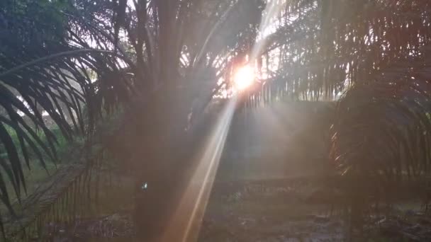 Schöne Morgensonnenstrahlen Durchdringen Die Plantage — Stockvideo