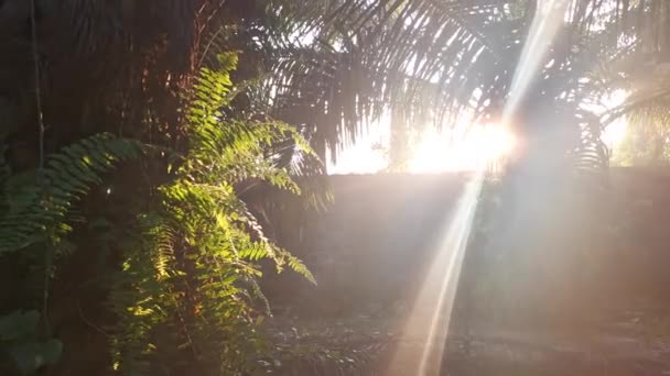 Bela Manhã Raios Luz Solar Penetrando Plantação — Vídeo de Stock