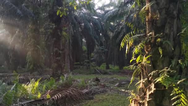 Mooie Ochtend Zonlicht Stralen Doordringen Plantage — Stockvideo