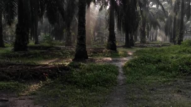 Hermosos Rayos Sol Por Mañana Penetrando Plantación — Vídeos de Stock