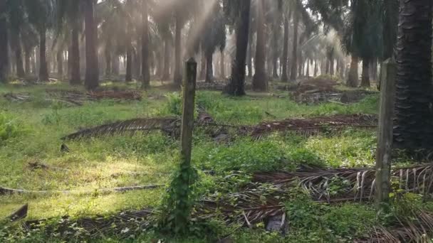 Schöne Morgensonnenstrahlen Durchdringen Die Plantage — Stockvideo