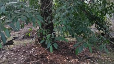 Palmiye ağacının gövdesinden filizlenen Ficus microcarpa ağacı.