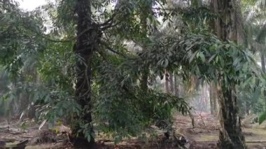 Palmiye ağacının gövdesinden filizlenen Ficus microcarpa ağacı.