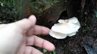 Beyaz huni fan şeklinde odunluk mantarı.