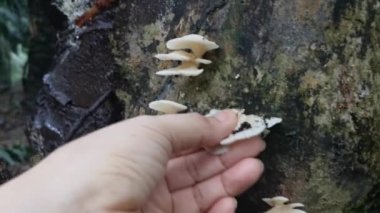 Beyaz huni fan şeklinde odunluk mantarı.