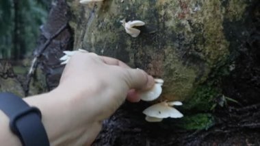 Beyaz huni fan şeklinde odunluk mantarı.