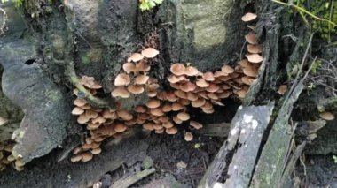 Vahşi Psathyrella mantar kümeleri